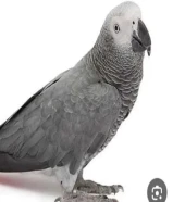 مطلوب كاسكو