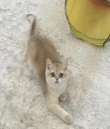 مطلوب برتش بسعر معقول