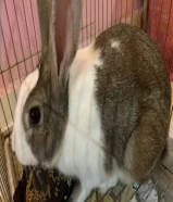 أرنب أليف و جميل و مميز للبيع اسمه (بو)