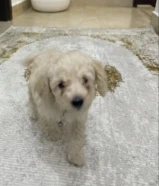 ذكر بودل عمره شهرين