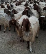 غنم نعيمي للبيع في الكويت