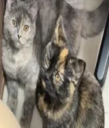 قطوتين للتبني