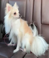 للبيع بومرينان