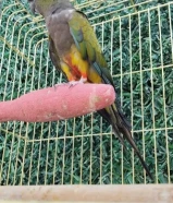 للبيع طير مني مكاو ( بتغونيا) طير نادر جدا قليل بالكويت الطير ربوه فل مايعض ابدا وياكل من اليظ وهدد