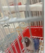 بغبغاء فشر لون ازرق وابيض واسود