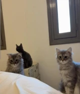 ثلاث قطط شيرازيه