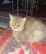 القطو للبيع ونوعه نادر