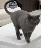 British Shorthair for Adoption بريتيش للتبني