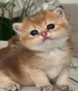 للبيع كيتن عمره شهرين برتش شورت هير و واحد سكوتش فولد بيور قولد قابل للمساومه