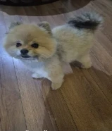 للبيع جلبين بمرانين