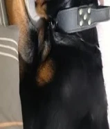 روت نثيه جامبو للبيع لظروف خاصه