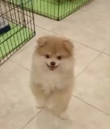 للبيع البنت وابوها