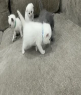 للبيع كتنز للحجز