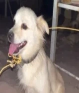 كلب بينشر للبيع