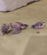 3 فروخ بنغالي فينش