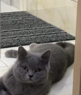 قطه  من نوع بر تش لتبني