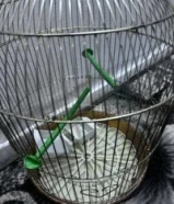 قفص عصافير حالة ممتازة