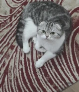 قطوة سكوتش فولد