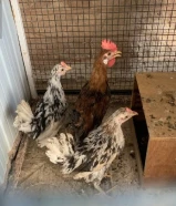 للبيع 5 دجاجات و 2ديج و 4حمامات فروخ