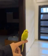 للبيع طير حب شرط ربوة لوف بيرد ذكر تناديه يجيك