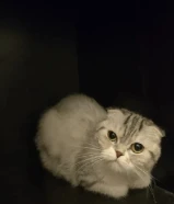 سكوتش فولد نثية بيور / Scotch fold female