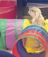 Dutch Dwarf Rabbit for Sale - أرنب هولندي قزم للبيع