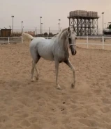 حصان مصريي شيخخخ