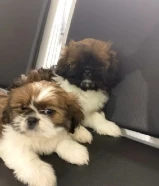 للبيع بيعه سريعه شيتزو بيور