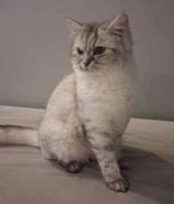 قطوه شيرازي مفقوده بجمعيه ابو فطيره اللي يلقاها له مكافئه ماليه 100