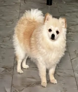 كلب بيور مع دفتر تطعيمات يوجد انثي وذكر