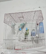 4 عصافير طيور حب ذكر وا انثى