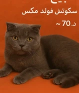 تم تخفيض السعر لسرعة البيع قطة قطه سكوتش فولد (رمادية)