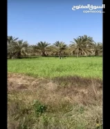 Land of 5000 meters in Abdali for cultivation from the owner, for serious people only