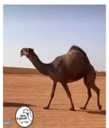 حلاقه وغسيل ابل