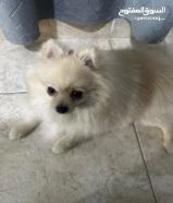 Pomeranian dog