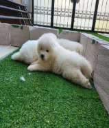 Dهاسكي ابيض 3 شهور للبيع - white Husky for sale