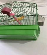 كناري ذكر سوري
