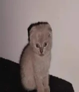 كيتن للبيع اعمارهم شهر ونص سكوتش فولد درجه عاليه سته خمس صفر ثلاث ثلاث اربع اربع تسع kitten for scot