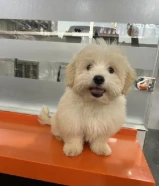 nFemale maltese 4 months