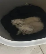 للبيع 3 قطط 2 شيرازي سيامي إناث و1 ذكر سكوتش فولد لطيفين جدا ولعربين ومتعودين على اللتر بوكس