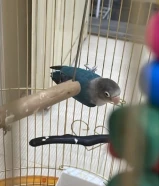 ‏للبيع فيشر