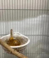 ازواج كناري جاهزه