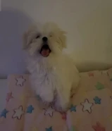 للبيع جرو مالتيبو مستورده Maltipoo puppy