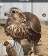 سلام عليكم حر ضايع