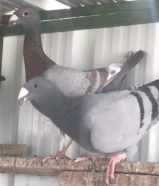 للبيع حمام ودجاج