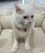 قطط شيرازيه للبيع