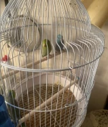 طير مني فليشر