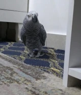 كاسكو الكثير من الحديث عمر ثلاث سنوات