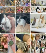 للبيع أرانب فرنسيه صغار اعمارهم شهر وسلاحف برمائية وبريه صغار وسناجب صغار العمر شهرين وكلهم أليفين980156XX