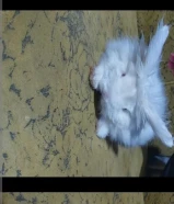 أرنب اليف عمر شهرين